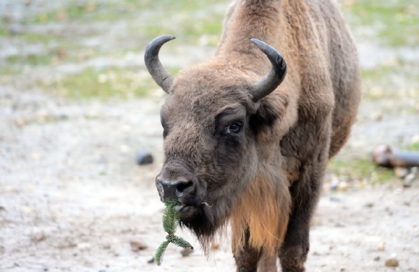Zubr z pražské zoo požírá zbytky městského vánočního stromu.