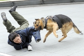 Výcvik psů japonské policie.