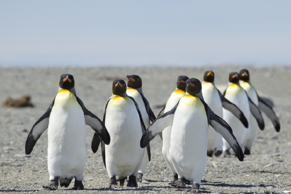 Falklandská populace tučňáků patagonských prý spadá pod Uruguay.