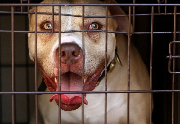 Pitbul teriér.