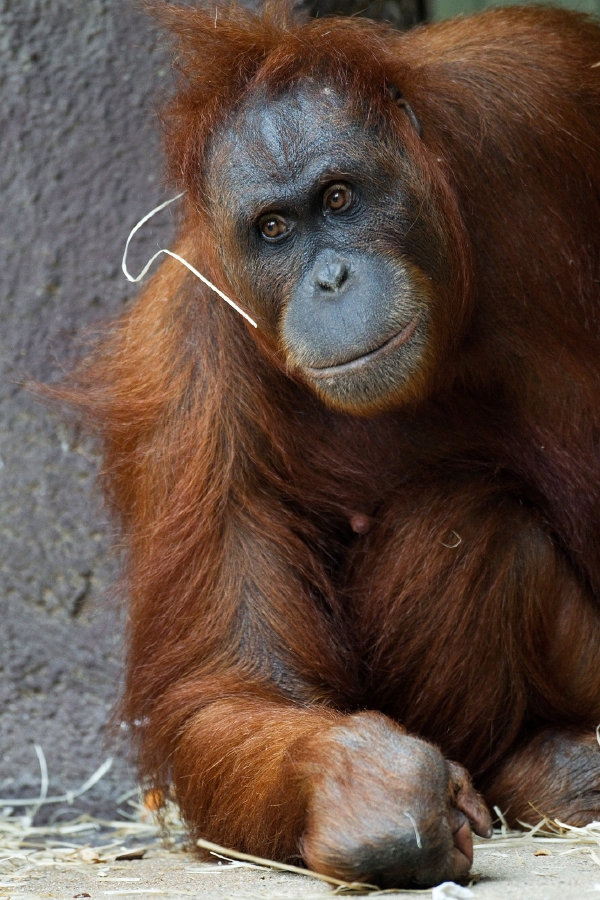 V Zoo Praha se narodilo mládě jednoho z nejohroženějších lidoopů planety, orangutana sumaterského. Čtyřiadvacetiletá samice Mawar (na snímku) porodila přímo v zadní části pavilonu Indonéská džungle, kde si pod kamennými oblouky vytvořila hnízdo z dřevité vlny. 
