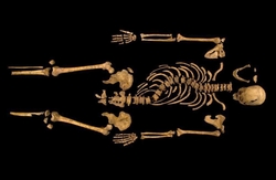 Snímek modelu kostry Richarda III.