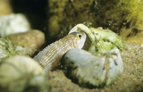 Pestřec zubatý žije ve volné přírodě jen v jezeře Tanganika (na snímku příbuzný druh Neolamprologus meleagris).