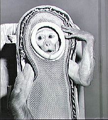 Jeden z řady zvířecích astronautů.