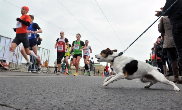 Běžci z Pražského půlmaratonu v minulém roce. Běžci z Pražského půlmaratonu v minulém roce.