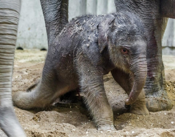 Nový přírůstek do Zoo Praha se narodil v pondělí ve 13.20.