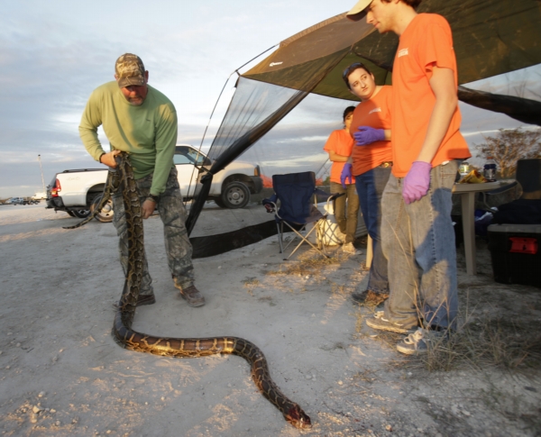 Dopadnout a zabít se lovcům v Everglades podařilo 68 krajt tmavých.