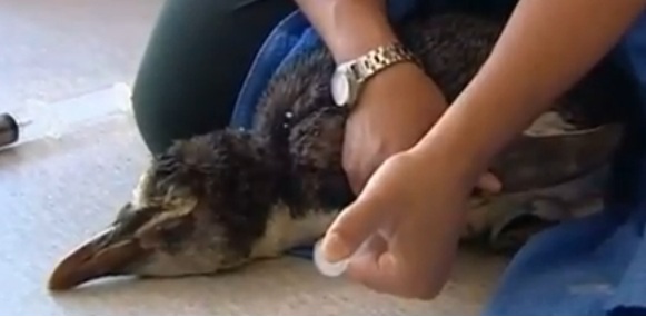 Veterináři se o mladého tučňáka-plavce marně starali, nakonec uhynul.