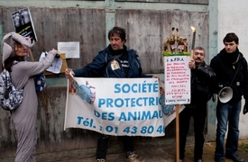 Lidé protestují proti násilnému usmrcení slonic.