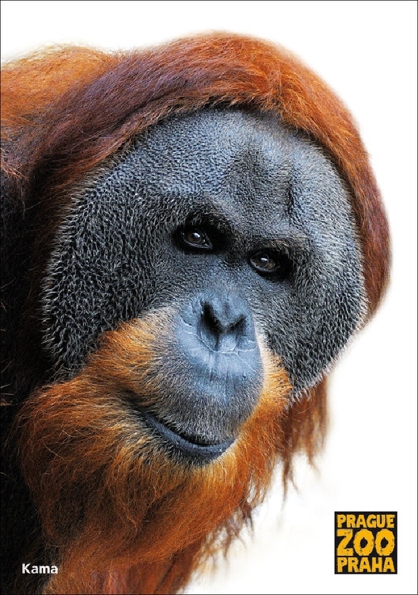 Zesnulý orangutan Kama. Zesnulý orangutan Kama.