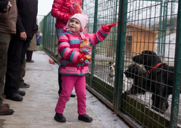 Lidé poslali zubožené fence Rosi téměř půl milionu korun (ilustrační foto). Lidé poslali zubožené fence Rosi téměř půl milionu korun (ilustrační foto).