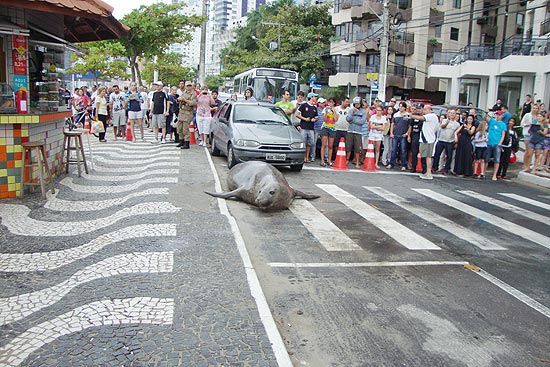 Lachtan v ulicích brazilského letoviska.