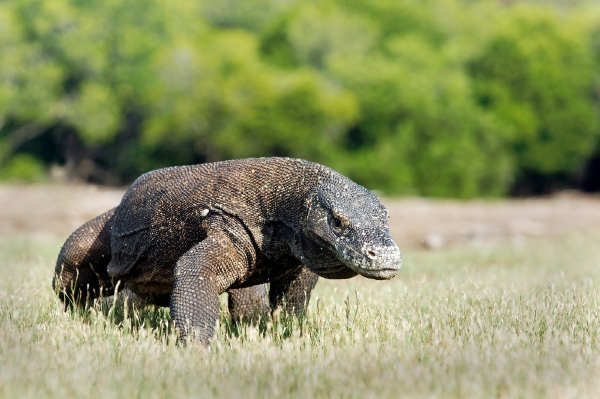 Varan komodský je největší plaz na světě. Varan komodský je největší plaz na světě.