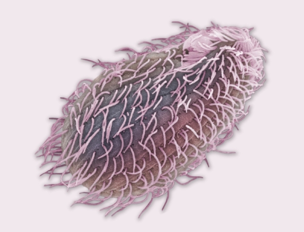 Jmenuji se Tetrahymena. Tetrahymena thermophila.