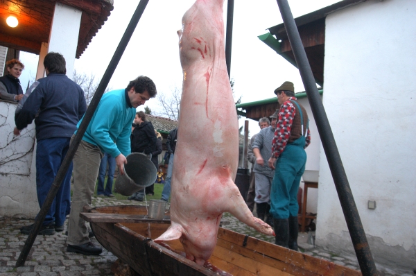 Zabijačka klesá u Čechů v oblibě, většina si radši koupí hotové výrobky. Zabijačka klesá u Čechů v oblibě, většina si radši koupí hotové výrobky.