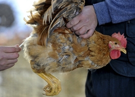 Veterinář odebírá vzorky ze slepice. 