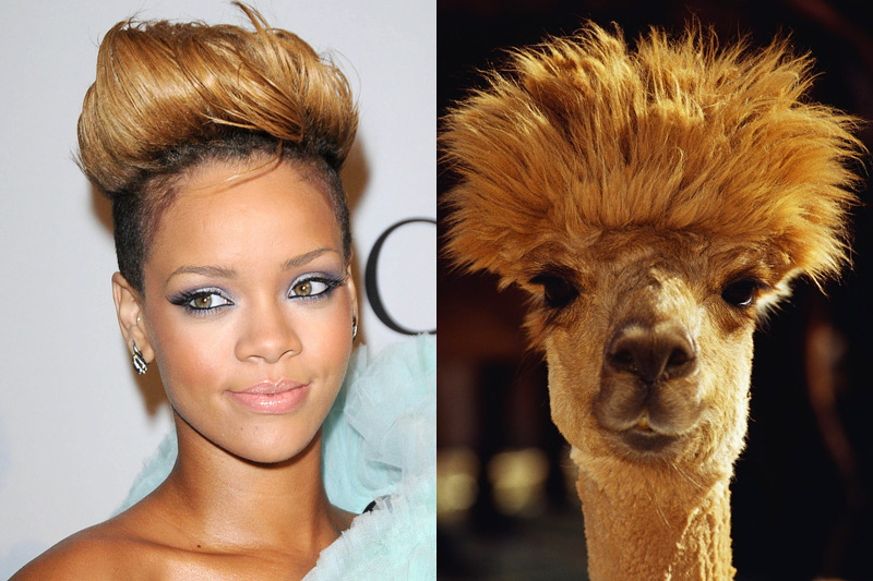 Populární zpěvačka Rihanna a její háro à la lama alpaka. (Foto: shutterstock.com, profimedia.cz)