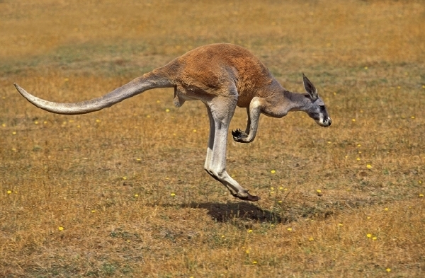 Australan alias Rakušan na útěku (ilustrační foto). 