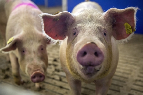 Lékaři v Brně si na praseti vyzkoušeli možnost implantace biologických srdečních chlopní se zastaveným srdcem a v mimotělním oběhu (ilustrační foto). Lékaři v Brně si na praseti vyzkoušeli možnost implantace biologických srdečních chlopní se zastaveným srdcem a v mimotělním oběhu (ilustrační foto).