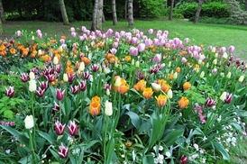 Výstava tulipánů ukáže na 300 druhů cibulovin.