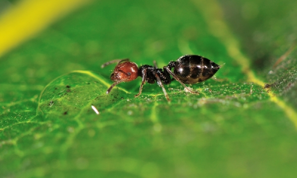 Jeden z opylovačů ozorny, Crematogaster scutellaris.
