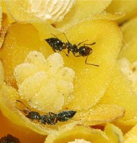 Mravenec Crematogaster auberti v květu ozorny obecné.