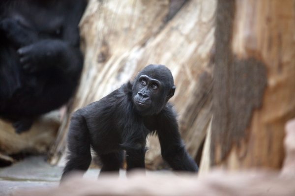 Návštěvníci pražské ZOO znají Moju jako mládě. Gorila se v roce 2011 odstěhovala do Španělska. Návštěvníci pražské ZOO znají Moju jako mládě. Gorila se v roce 2011 odstěhovala do Španělska.