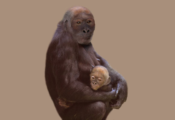 Rekeonstrukce druhu Pierolapithecus catalaunicus.