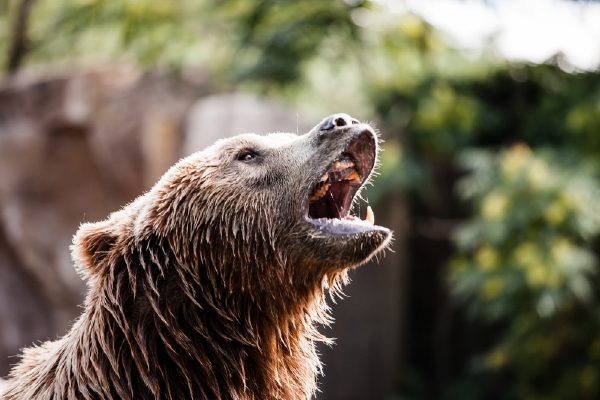 V šanghajské zoologické zahradě napadl medvěd opici (ilustrační foto). V šanghajské zoologické zahradě napadl medvěd opici (ilustrační foto).