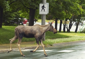 Od roku 2010 byl jen v Braniborsku los spatřen pětačtyřicetkrát (ilustrační foto).