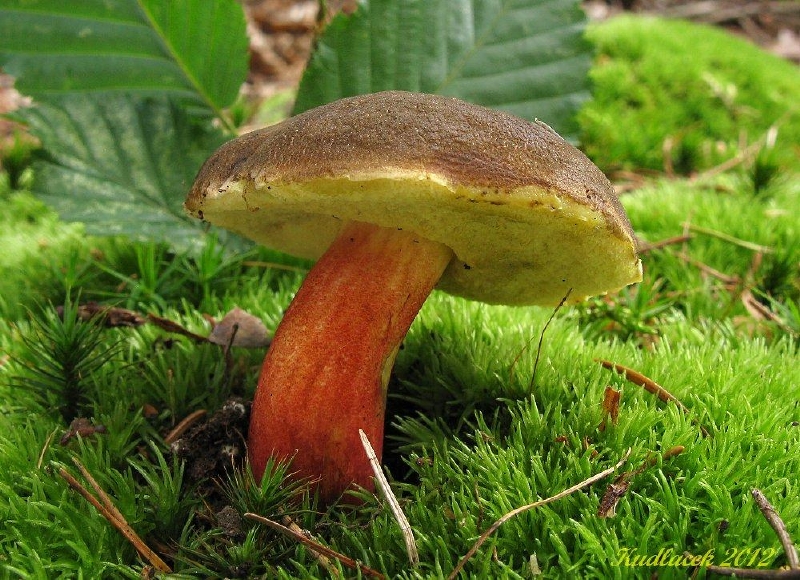Hřib žlutomasý. (Foto: Priroda-valasska.cz)