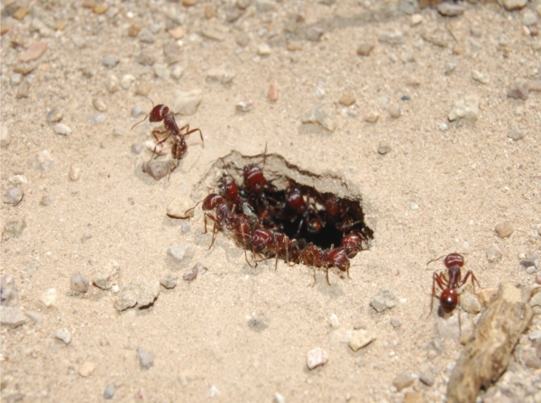 Vstup do hnízda mravence Pogonomyrmex barbatus.