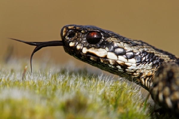 Jedovatá zmije obecná (Vipera beru).