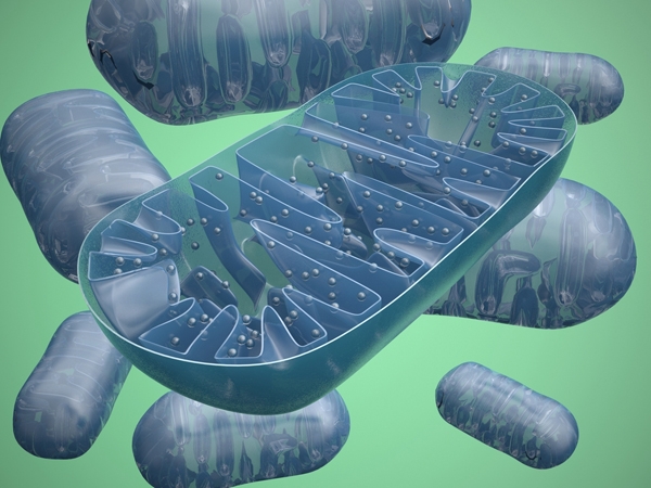 Jak to vypadá uvnitř mitochondrií?