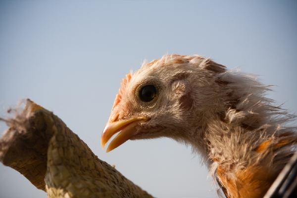 Dosud se virem H7N9 nakazilo více než 130 lidí a 36 zemřelo. Dosud se virem H7N9 nakazilo více než 130 lidí a 36 zemřelo.