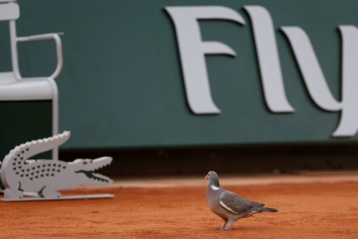 Holub procházející se po kurtech Roland Garros.