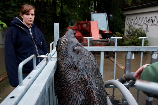 V pražské zoo stěhovali v pondělí večer lachtany do bezpečí. V pražské zoo stěhovali v pondělí večer lachtany do bezpečí.