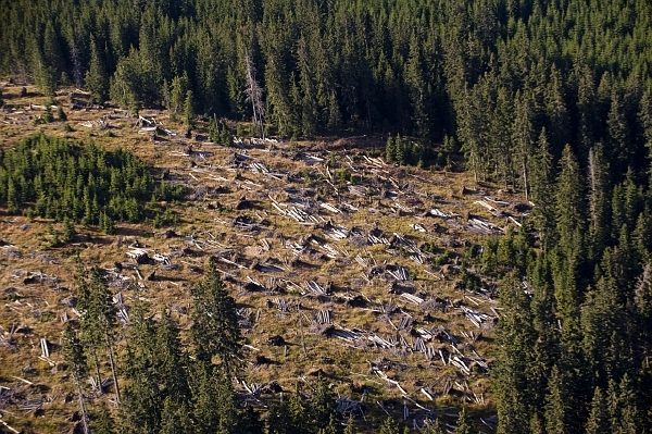 Kůrovec se ve velké míře na Šumavě vyrojil po ničivém orkánu Kyrill v roce 2007. Od té doby se k jeho likvidaci mimo jiné používají i chemické prostředky.