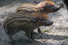 Pár vzácných prasat visajánských ze Zoo Ostrava.