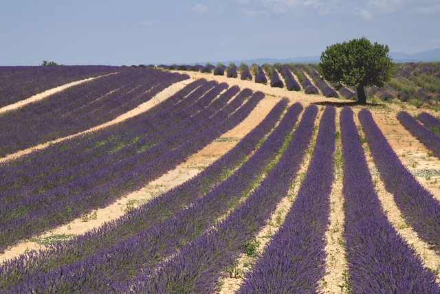 Levandulová pole jsou symbolem Provence.