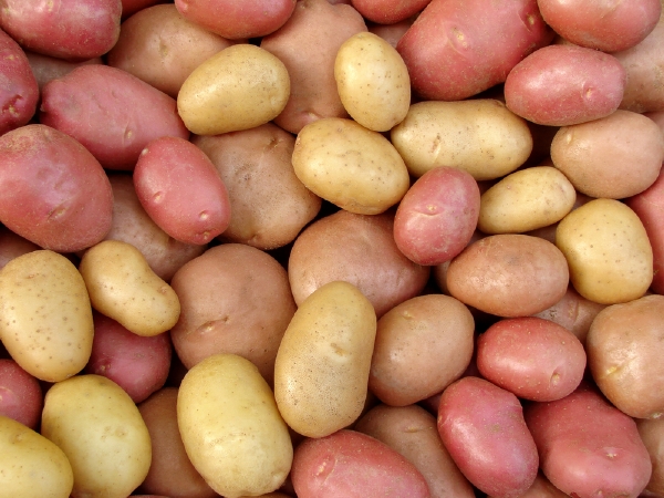 Pěstitelé dostávají kolem 15 korun za kilogram brambor (ilustrační foto).