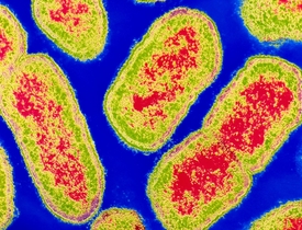 Bacteroides gingivalis, užitečný obyvatel našich střev.