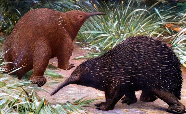 Vyhynulá ježura Zaglossus bruijni dosahovala hmotnosti až 16,5 kg.