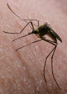 Horečku dengue přenášejí komáři druhu Aedes, kteří se vyskytují v tropech a subtropech.
