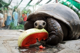 Podívejte se na krmení želv sloních a obrovských v pražské zoo.