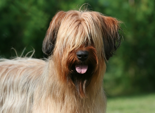 Tříletý briard Norman se zřejmě zapíše do Guinnessovy knihy rekordů (ilustrační foto). Tříletý briard Norman se zřejmě zapíše do Guinnessovy knihy rekordů (ilustrační foto).