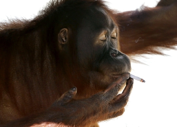 Najdi pět rozdílů mezi orangutanem sumaterským a italskou ministryní Kyengenovou (vtip).