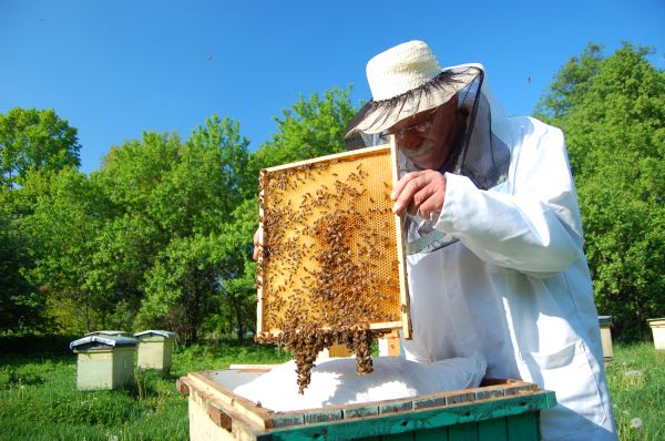 Včely má chránit zákaz používání pesticidu (ilustrační foto). Včely má chránit zákaz používání pesticidu (ilustrační foto).
