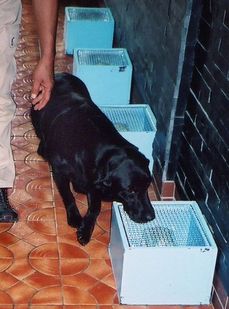 Labradorka Marine čichá ke vzorkům v japonském centru pro speciální výcvik psů v a určuje, které z nich jsou napadené rakovinou.