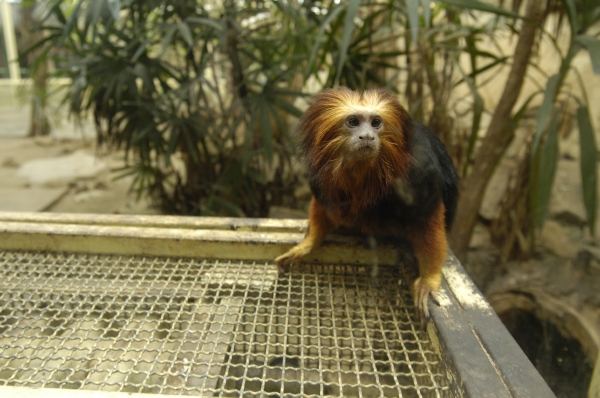 ZOO Praha zahájí sérii koncertů již tuto neděli. ZOO Praha zahájí sérii koncertů již tuto neděli.
